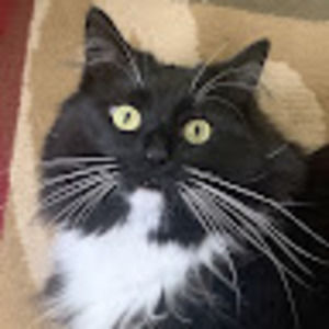 Meet your Posher, Darren